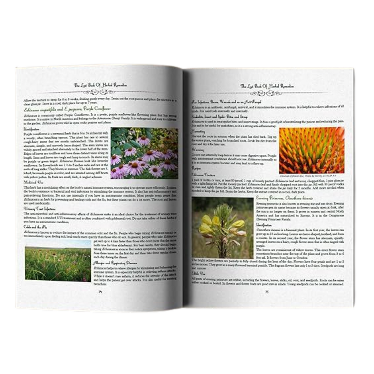 The Lost Book of Herbal Remedies